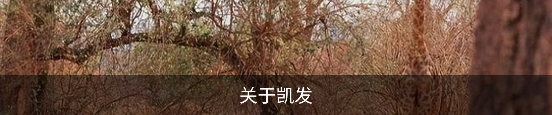 关于凯发